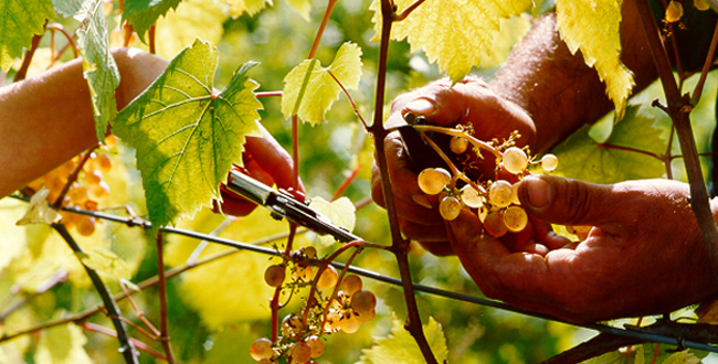 Viñas y Campo